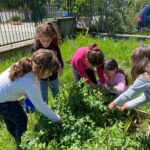 Progetto “Un orto in ogni scuola”: secondo raccolto per la classe 1^B della scuola primaria “Don Milani”