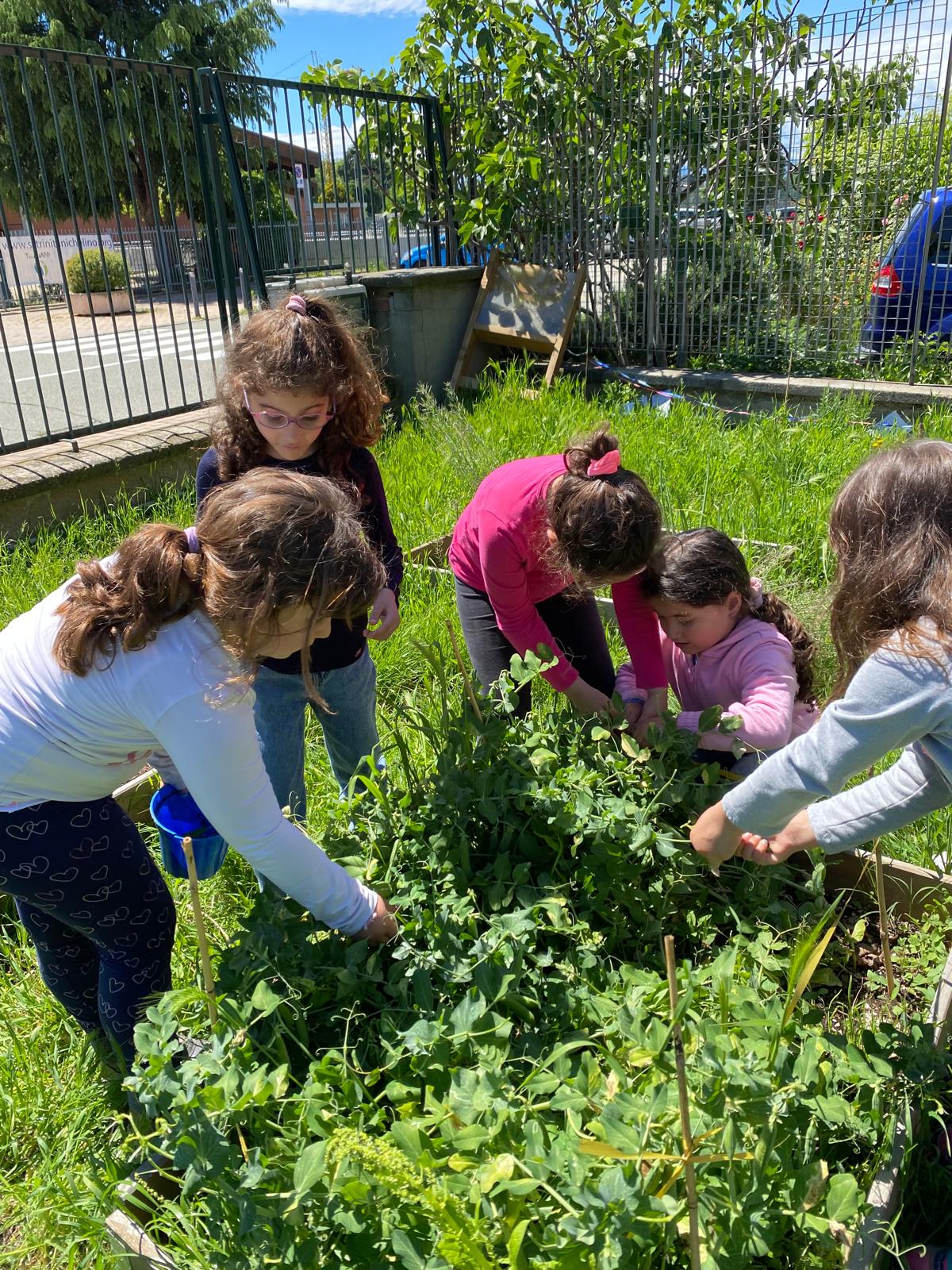 Progetto “Un orto in ogni scuola”: secondo raccolto per la classe 1^B della scuola primaria “Don Milani”